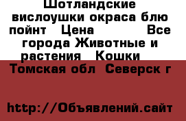 Шотландские вислоушки окраса блю пойнт › Цена ­ 4 000 - Все города Животные и растения » Кошки   . Томская обл.,Северск г.